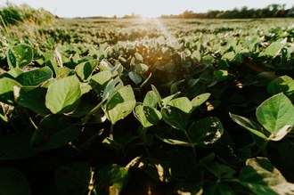 19092023 Professora da UFFS alerta para presença da ferrugem asiática na soja (Foto: Meredith Petrick/Unsplash)