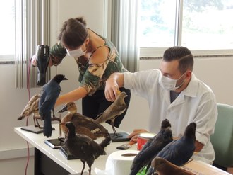 Uma mulher e um homem trabalhando na revitalização dos animais taxidermizados