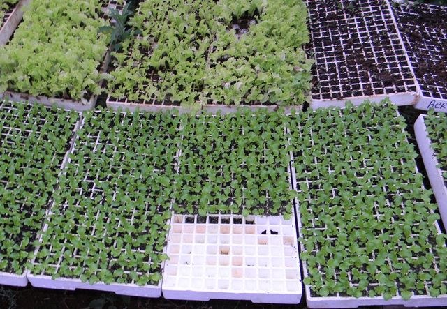 04-12-2012 - Biofertilizantes.jpg