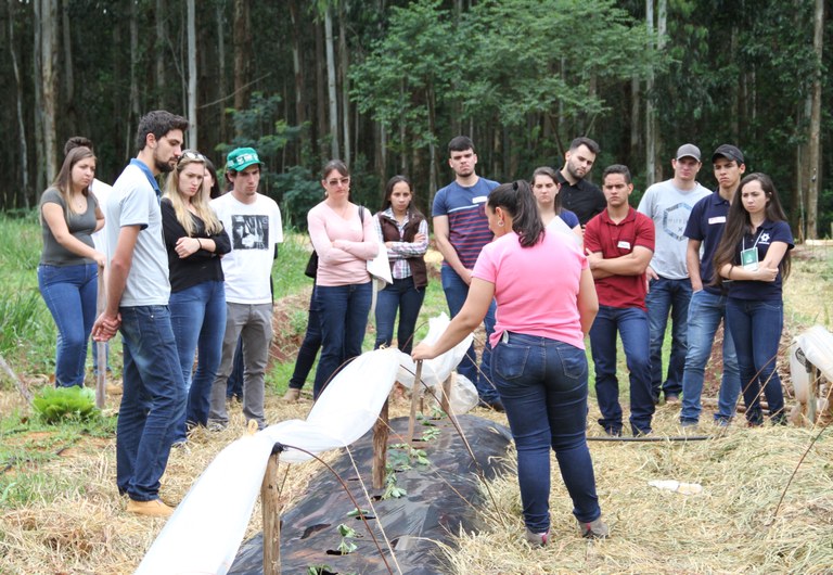 08112017 - Morangueiro.JPG