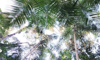 Foto mostra as Palmeiras Juçara em uma floresta.