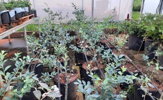 Foto mostra as plantas cultivadas em vasos dentro de estufa.