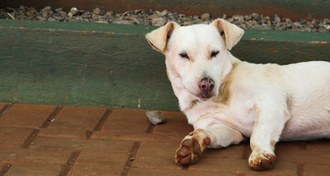 Imagem de um cachorro deitado