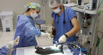 Pessoas operando um cachorro.