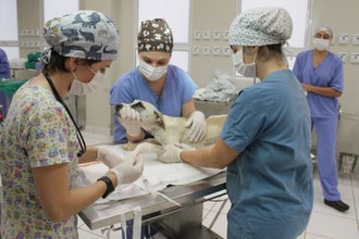 Divulgação para ingresso no Mestrado em Saúde, Bem-estar e Produção Animal