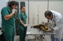 12.09.2013_-_MedVet_-_Tratamento_de_quati_na_UMV_-_Crditos_Ariel_Tavares-2-2.jpg