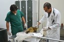 12.09.2013_-_MedVet_-_Tratamento_de_quati_na_UMV_-_Crditos_Ariel_Tavares.jpg