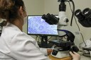 20092021 - Análise microscópica para avaliar células e identificar tecidos doentes ou com tumores