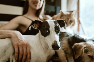 uma mulher ao fundo sentada, na frente dela dois cachorros e um gato ao lado