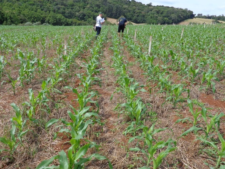 06-11-2014 - Agricultura.jpg